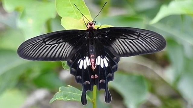 Common Rose - Pachliopta aristolochiae смотреть онлайн