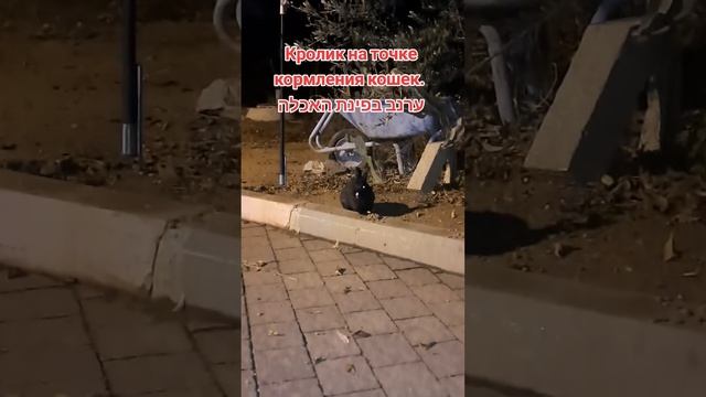Кролик пришел на точку кормления кошек. ערנב הגיע לפנית האכלה של חתולי רחוב. смотреть онлайн