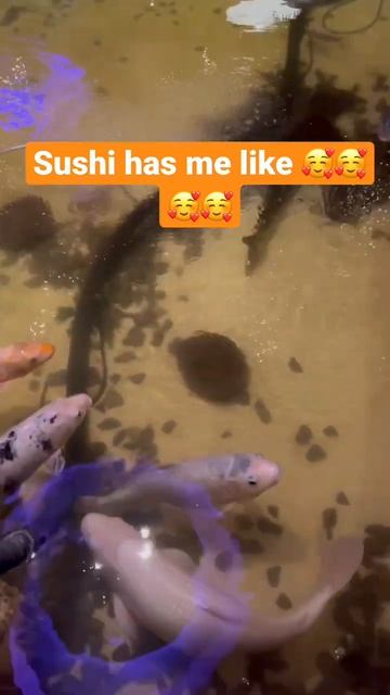Sushi and Koi, the best combination! смотреть онлайн