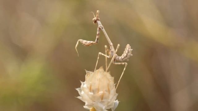 Empusa pennata смотреть онлайн