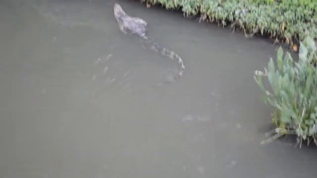 Monitor lizards at the park- Nose-to nose with them well ...almost. смотреть онлайн