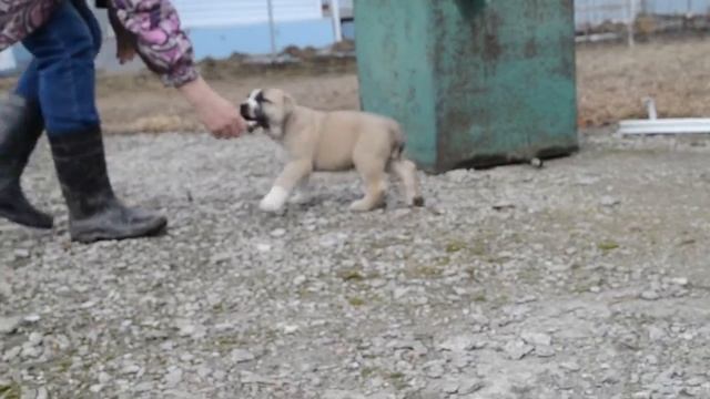 Восток из Храма Души 45 дней смотреть онлайн