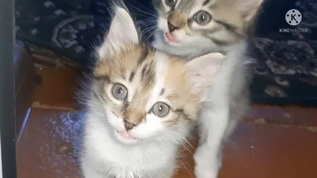 Мама кошки умерла 😔 смотреть онлайн