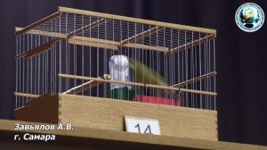 МКЛК конкурс пения канареек 30 ноября 2024 года часть 3.mp4