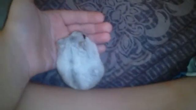 Страшная история моего покемона и покемон орёт на всю квартиру из-за того что я его называю хомой! смотреть онлайн