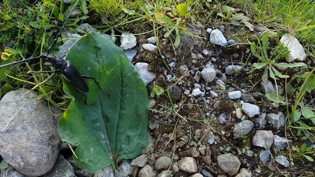 Strange bug speaking | Long Horned Beetle смотреть онлайн
