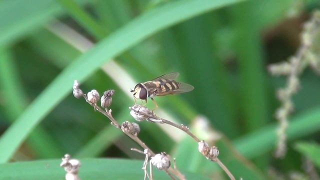 Hover fly смотреть онлайн