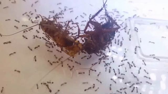 Solenopsis invicta - Daily feed смотреть онлайн