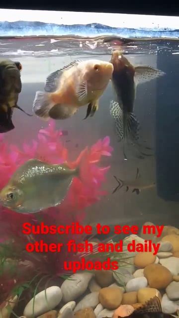 Feeding Catfish. Upside down catfish Eating. Feather Fin Catfish dinner time. feeding community tan смотреть онлайн