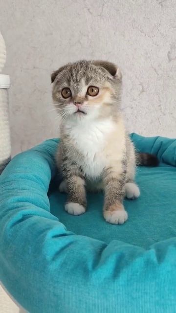 всем все привозят, все покупают 😄скоттиш фолд, милая кошечка 🩷 #милыекотята #скоттишфолд #котики смотреть онлайн