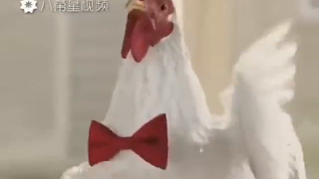 Куры поют смотреть онлайн