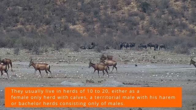 Ranger Insights | Red Hartebeest смотреть онлайн