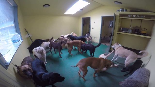 Animal Magnetizm Dog Daycare 1/8/16 Mingling смотреть онлайн
