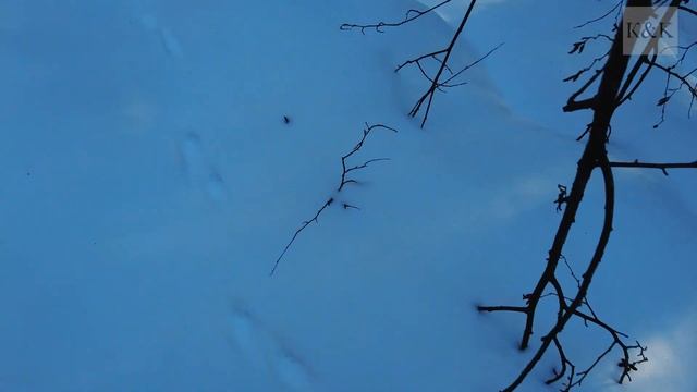 Прогулки по лесу. День за днем с дедом Многоведом. 1 апреля 2022г. Эпизод 225 часть 2. смотреть онлайн
