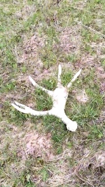 Рога лося ,находка#рогалося #лес #природа #animals смотреть онлайн