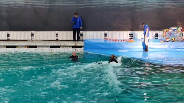 Дельфинарий 08 03 2017 смотреть онлайн