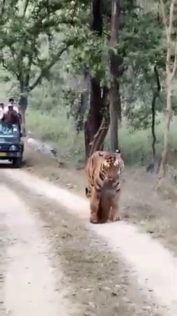tiger attack video🐅🐅Kanha National park mp 🌲🌲🐯🐯 смотреть онлайн