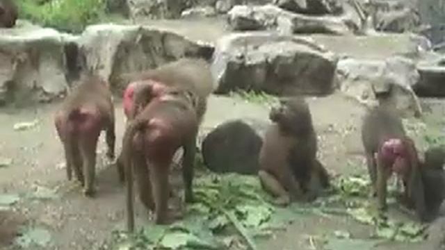Hamadryas Baboons - Feeding смотреть онлайн