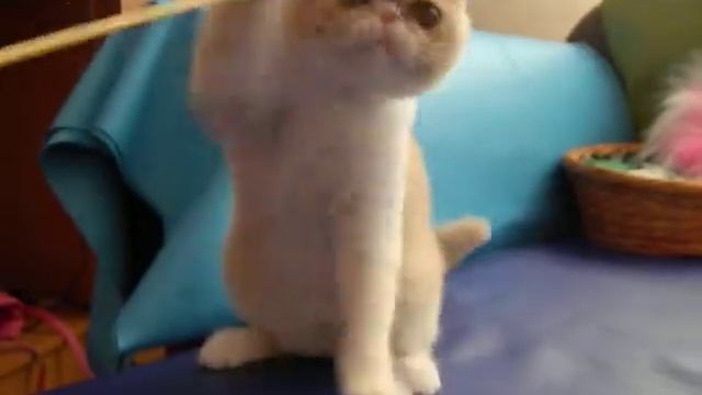 Питомник персов и экзотов Ket Murket http://ketmurketbaffi.jimdo.com/ смотреть онлайн