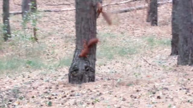 Беличьи игры - 2 смотреть онлайн