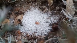 Что будет если дать Муравьям сахар?