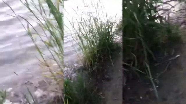 Один день/на велике/с корешами/крыса смотреть онлайн