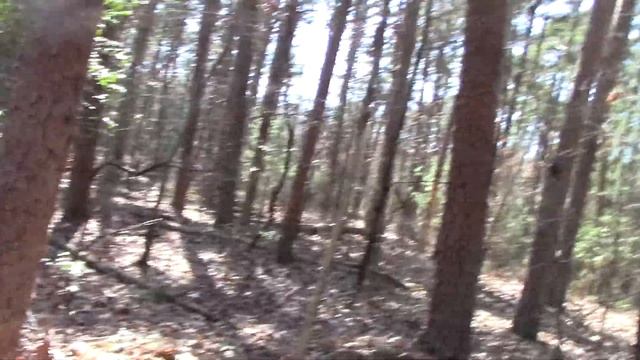 Sasquatch Hotel+ / Dual Bigfoot Trees (with the mole man) / NJ / 3.8.20 смотреть онлайн