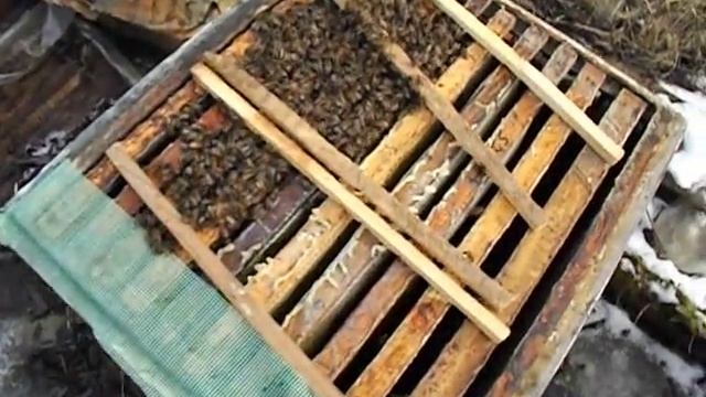 подкормка отводка карпатких пчел, зимующего на воле смотреть онлайн