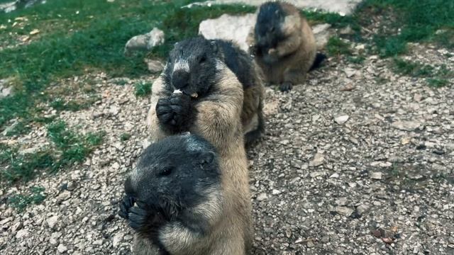 We Met a Family of Wild Marmots in Dolomites смотреть онлайн
