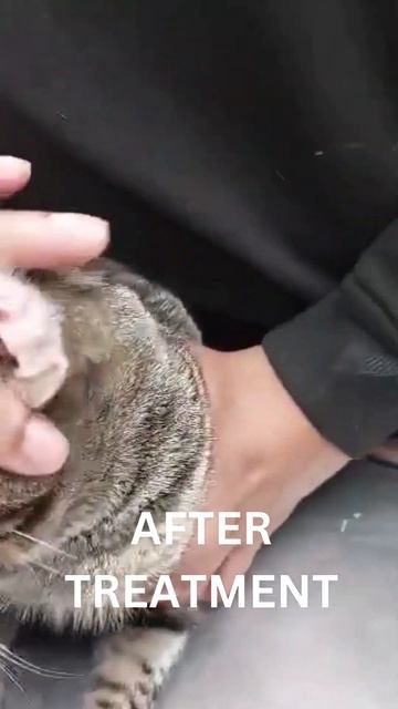 CAT WITH SEVERE GINGIVITIS смотреть онлайн