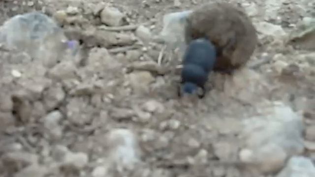 Texas Dung Beetle смотреть онлайн