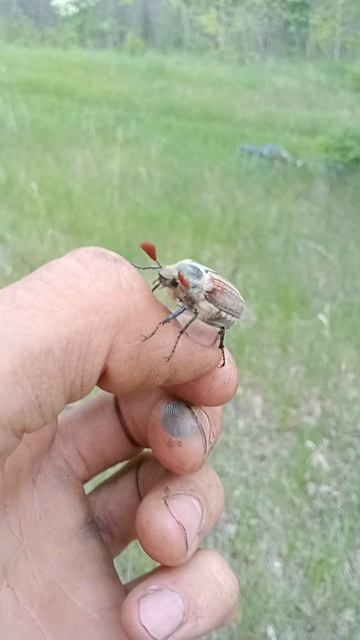 Жук, просто жук, самый обычный жук смотреть онлайн