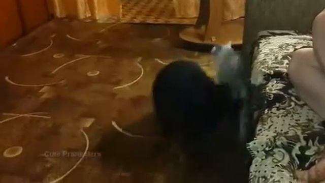 Енот и кот. смотреть онлайн