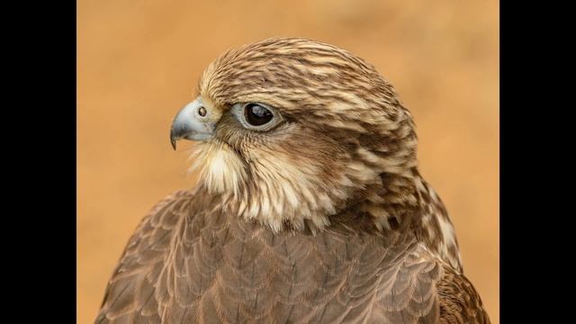 Hawk Sounds | Hawk Sound Effects | Red Tailed Hawk Noises | Hawk Screech | Hawk Calls| No Music