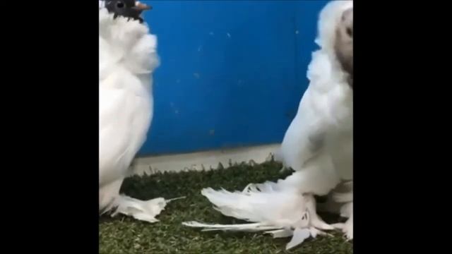 Brown Nun Pigeons and Fancy pigeons смотреть онлайн