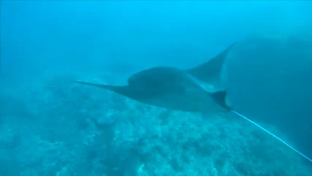 Nusa Penida. Manta Point смотреть онлайн