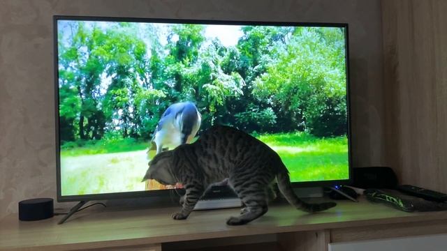 Cats hunt birds on TV / Кот охотится на птиц в телевизоре 🐈⬛ смотреть онлайн