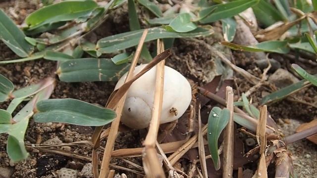 Coenobita rugosus смотреть онлайн