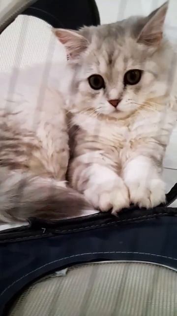 Пушистый котенок #котики #кот смотреть онлайн
