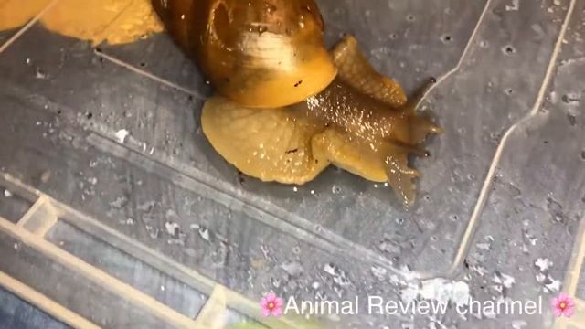 Распаковка посылки с улиткой. Megalobulimus oblongus. смотреть онлайн