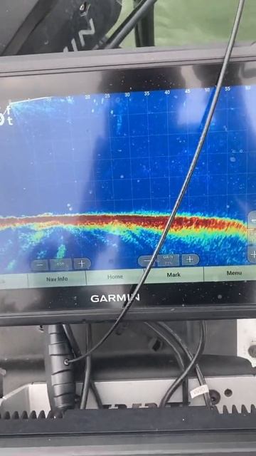 Catching yellow bass on live scope смотреть онлайн