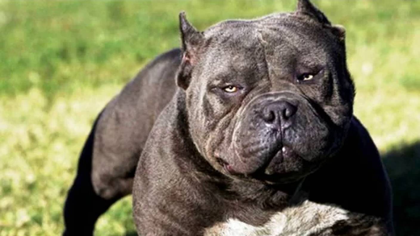 Самые опасные собаки в мире! смотреть онлайн