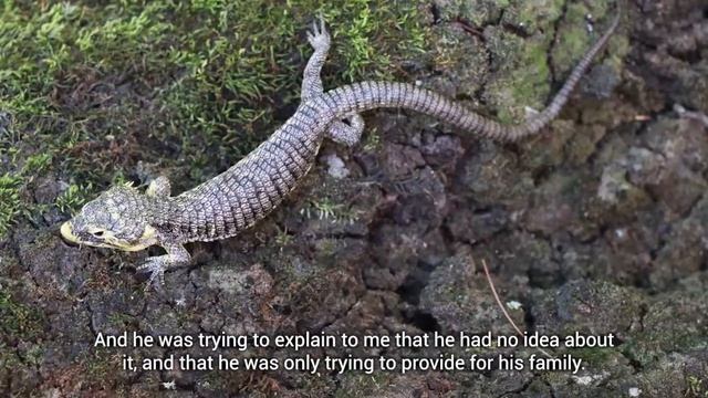 Protecting the rediscovered Abronia campbelli | Mónica | FFN Award Winner 2021 смотреть онлайн