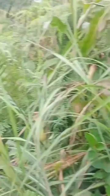 Harvesting Wild Honey Bees #HuntingHoneyBees #WildHoneyBees #Mountainhoneybees смотреть онлайн