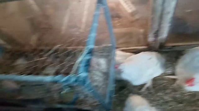 Ciąg dalszy nastąpi przepiórki i kurka green shell(2) смотреть онлайн