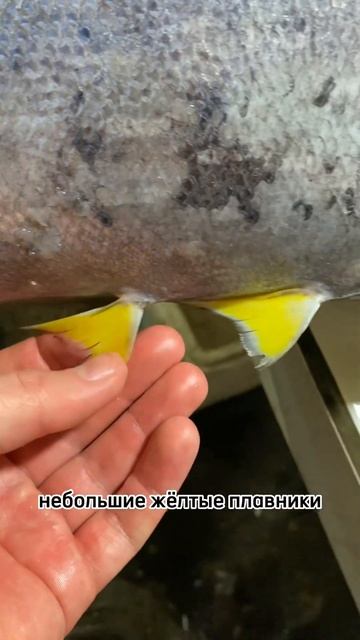 Огромный тунец на рыбном рынке Бали #shortvideo #shorts #бали #bali #fishmarket #тунец #tuna #рынок смотреть онлайн