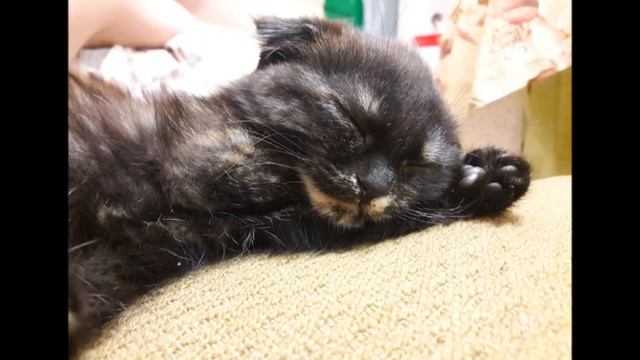 Кошка хочет домой ... смотреть онлайн