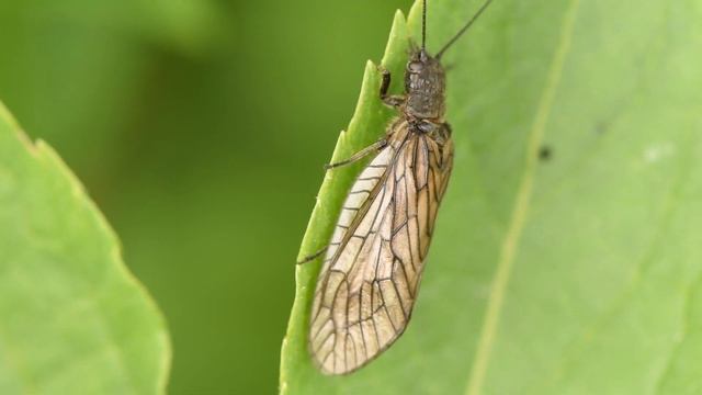 Elzenvlieg Sialis lutaria смотреть онлайн