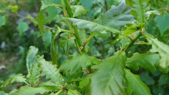 Die Suche nach den Raupen des Braunen Eichen-Zipfelfalter (Satyrium ilicis) смотреть онлайн