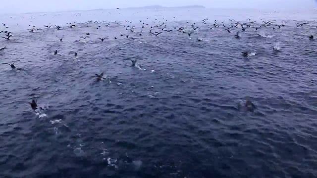 Conservation and the Seabird that Saves the World смотреть онлайн